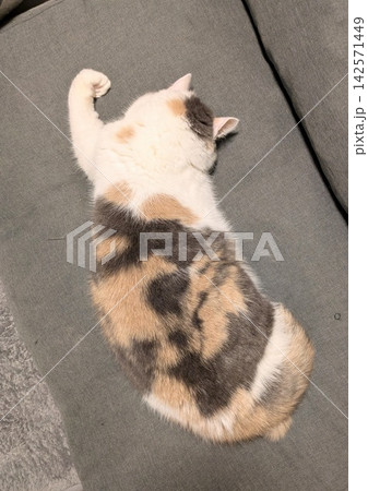 お手手ぐにっと寝る三毛猫 お手手ぐにっと寝る三毛猫 142571449