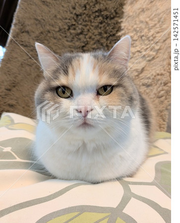 カメラ目線 香箱座りの三毛猫 カメラ目線 香箱座りの三毛猫 142571451
