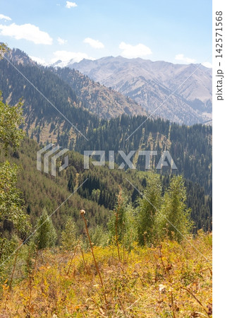 Panoramic mountain landscape with dense pine forest and distant snowy peaks in natural daylight Panoramic mountain landscape with dense pine forest and distant snowy peaks in natural daylight 142571568