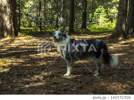 A happy blue marble border collie dog in nature 142572356
