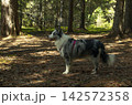 A happy blue marble border collie dog in nature 142572358