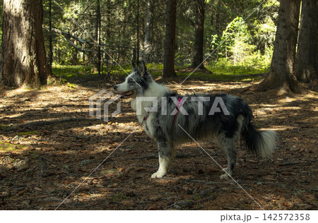 A happy blue marble border collie dog in nature A happy blue marble border collie dog in nature 142572358