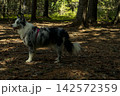 A happy blue marble border collie dog in nature 142572359