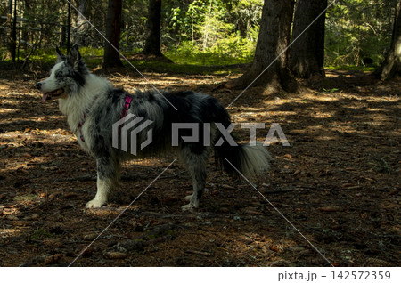 A happy blue marble border collie dog in nature A happy blue marble border collie dog in nature 142572359