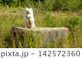White German Spitz on a large rock on a sunny day 142572360