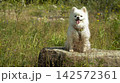 White German Spitz on a large rock on a sunny day 142572361