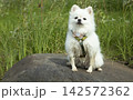 White German Spitz on a large rock on a sunny day 142572362