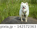 White German Spitz on a large rock on a sunny day 142572363