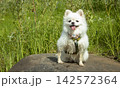 White German Spitz on a large rock on a sunny day 142572364