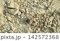 the bottom of the bottom of a dried-up sea from the Mesolithic era on a sunny daya dried-up sea from the Mesolithic era 142572368