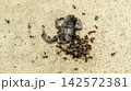 Carrion ants eat a frog on the sand on a sunny day 142572381