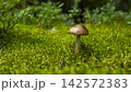 an inedible mushroom on bog moss on a sunny day 142572383