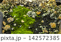 Green moss on a stone on the river bank, backgrounds 142572385