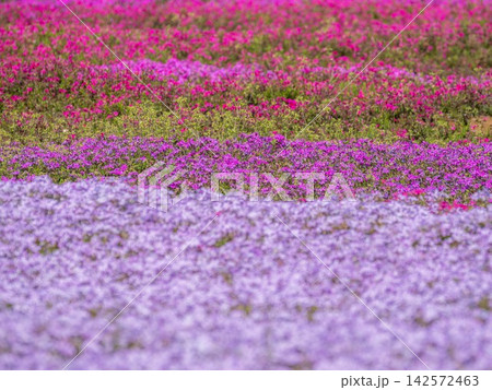 一面に広がる紫の芝桜 一面に広がる紫の芝桜 142572463