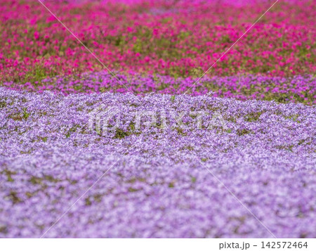 一面に広がる紫の芝桜 142572464