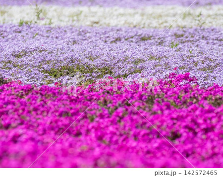 一面に咲く芝桜 142572465