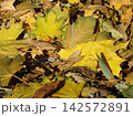 Fallen yellow autumn leaves scattered on green grass in soft focus, creating a natural seasonal background with a warm October atmosphere. 142572891
