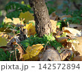 Tree trunk surrounded by fallen yellow autumn leaves and green grass in soft focus, illuminated by warm natural sunlight in an October park. 142572894