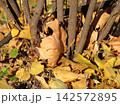 Dry yellow and brown autumn leaves fallen among tree trunks and branches, illuminated by warm sunlight in a natural October woodland scene. 142572895