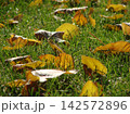 Fallen yellow autumn leaves scattered on green grass in soft focus, creating a natural seasonal background with a warm October atmosphere. 142572896