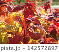 Bright red, orange and yellow autumn leaves on branches in soft focus, glowing in warm sunlight against a naturally blurred seasonal background. 142572897