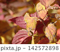 Autumn leaves in warm red, orange and yellow tones in soft focus, illuminated by natural sunlight with a blurred seasonal background. 142572898