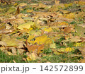 Fallen yellow autumn leaves scattered on green grass in soft focus, creating a natural seasonal background with a warm October atmosphere. 142572899