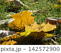 Fallen yellow autumn leaves scattered on green grass in soft focus, creating a natural seasonal background with a warm October atmosphere. 142572900