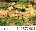 Fallen yellow autumn leaves scattered on green grass in soft focus, creating a natural seasonal background with a warm October atmosphere. 142572904