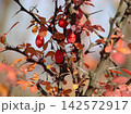 Autumn barberry branches with bright red berries and colorful foliage against a warm, softly blurred background with natural sunlight and bokeh. 142572917