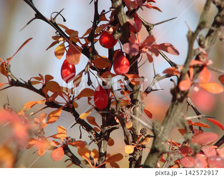 Autumn barberry branches with bright red berries and colorful foliage against a warm, softly blurred background with natural sunlight and bokeh. Autumn barberry branches with bright red berries and colorful foliage against a warm, softly blurred background with natural sunlight and bokeh. 142572917