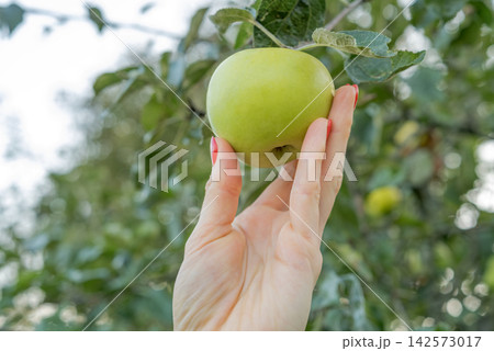 Woman's hand with red nails gently holding a ripe green apple on the tree, evoking healthy eating, organic harvest, garden freshness and a connection to nature Woman's hand with red nails gently holding a ripe green apple on the tree, evoking healthy eating, organic harvest, garden freshness and a connection to nature 142573017