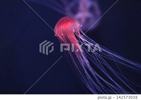 アカクラゲ（水族館） 142573038