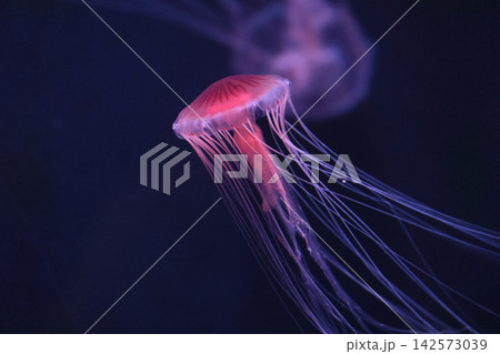 アカクラゲ（水族館） 142573039