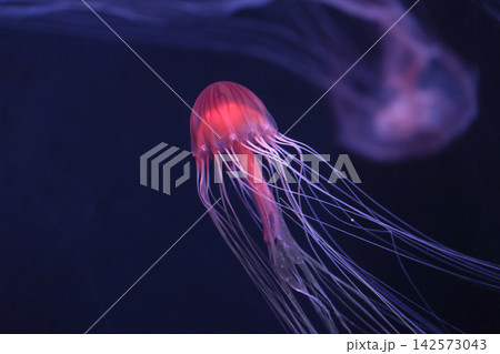 アカクラゲ（水族館） 142573043