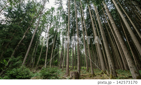 Tall Evergreen Forest Trees Nature Landscape Tall Evergreen Forest Trees Nature Landscape 142573170