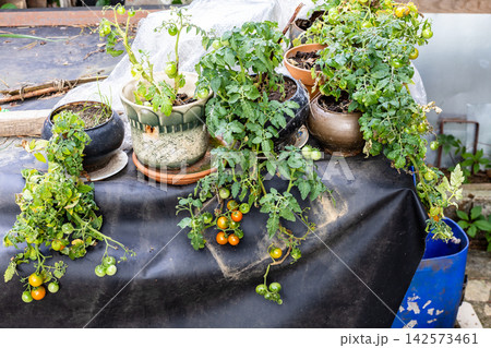 tomato seedlings with ripening tomatoes in pots tomato seedlings with ripening tomatoes in pots 142573461