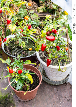 red hot indoor pepper bushes in flower pots red hot indoor pepper bushes in flower pots 142573462