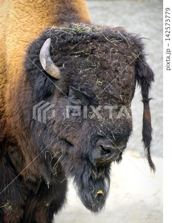 male american buffalo male american buffalo 142573779