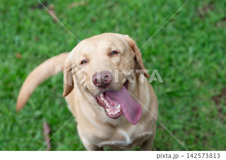 Happy labrador dog with tongue out Happy labrador dog with tongue out 142573813