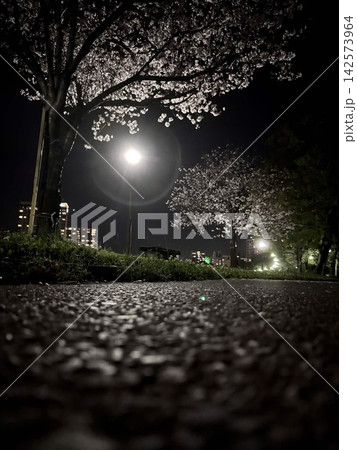 街灯に照らされた夜桜と夜の公園 142573964