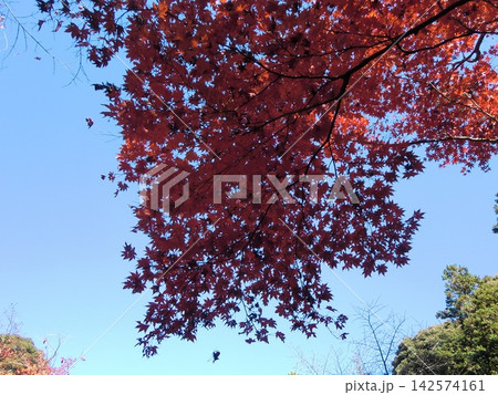真っ赤な紅葉 真っ赤な紅葉 142574161