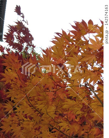 真っ赤な紅葉 真っ赤な紅葉 142574163