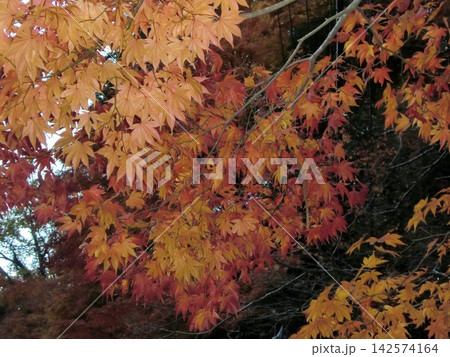真っ赤な紅葉 142574164