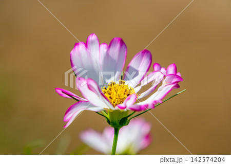 ピンクの縁取りが可憐に咲く一輪のコスモスの花 142574204