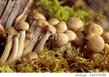 Fresh shimeji mushrooms in forest. Fresh shimeji mushrooms in forest. 142574286