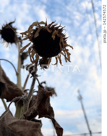 青空を背にした枯れたヒマワリの花 青空を背にした枯れたヒマワリの花 142574572