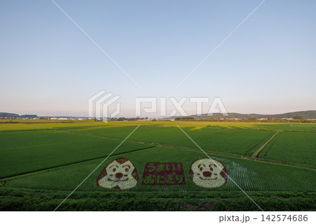 十和田市・青森県の田んぼに描かれたおにぎりの田んぼアート 142574686