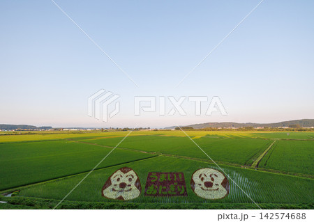十和田市の田んぼに描かれたおにぎりアート 142574688