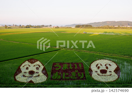 青森県十和田市の田んぼアートとおにぎりの風景 142574690